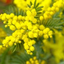 mimosa-673238_960_720